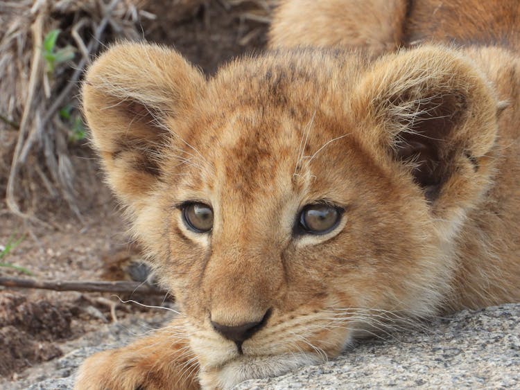 Close-Up Shot Of A Lion Cub 