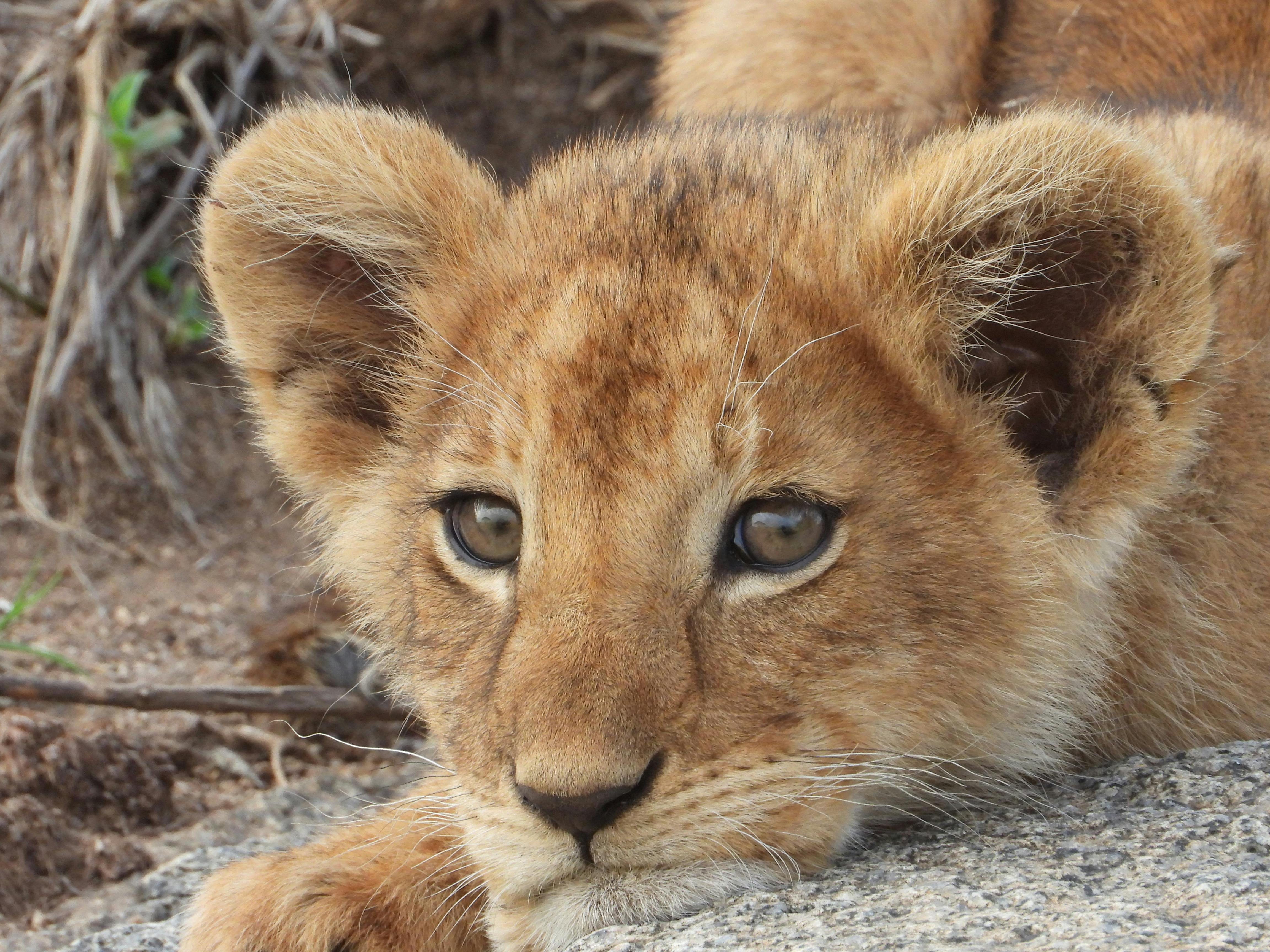 smiling baby lion