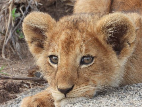 Free Close-up image of a cute lion cub resting on a rock in the wild. Stock Photo