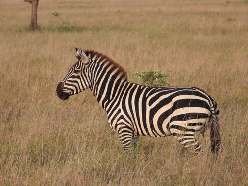 Free A beautiful zebra standing in the grasslands, capturing the essence of African wildlife. Stock Photo