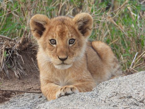 Close-up of a playful lion cub lying on a rock, embodying the wild spirit of African wildlife.