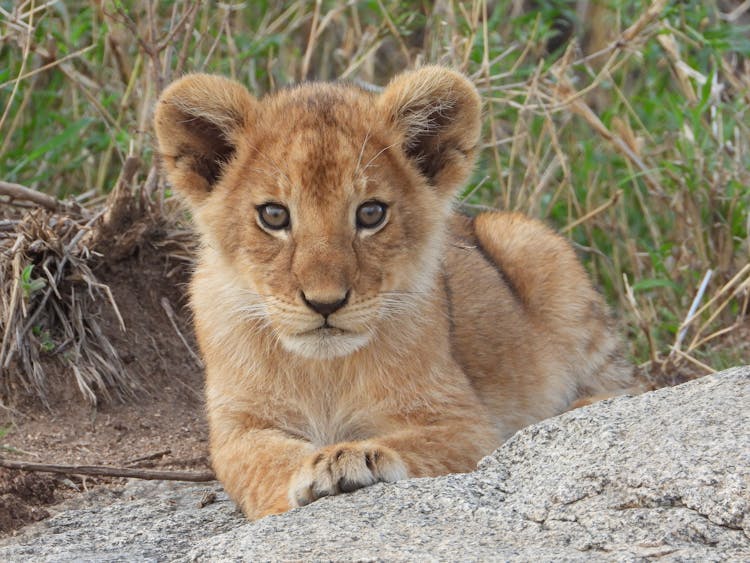 Brown Lion Cub Lying On The Ground