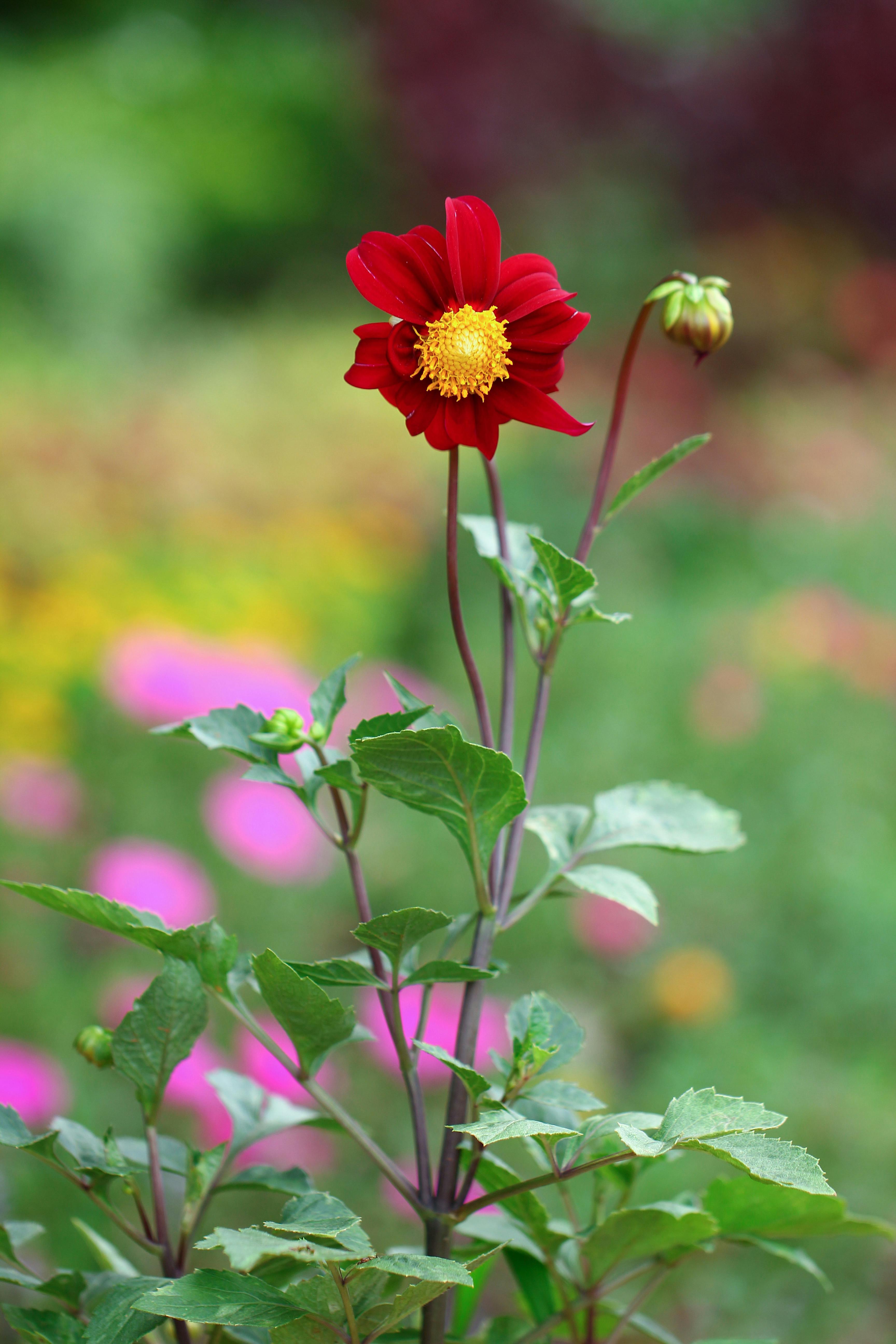 Free stock photo of flowers, nature, portrait - 3456 x 5184 jpeg 1799kB