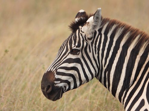 Close-up Photo of Zebra 