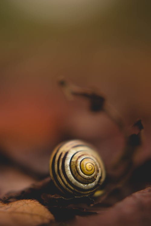 La Photo En Gros Plan D'escargot Blanc