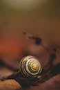 蜗牛壳在秋叶上的特写镜头，突出了它的螺旋图案