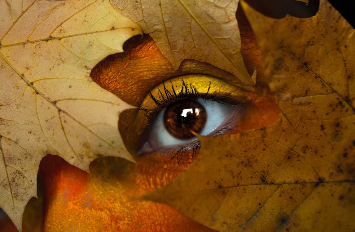 사람의 눈을 가진 갈색 단풍 잎