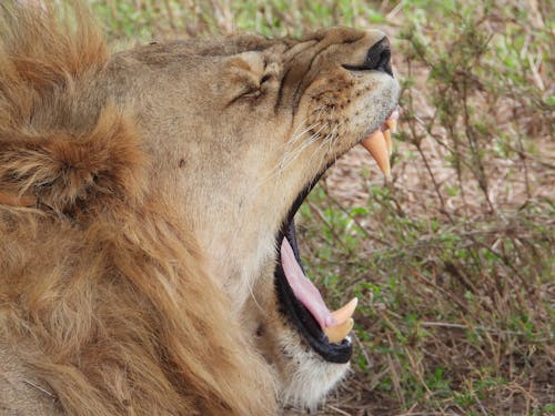 Gratis stockfoto met carnivoor, detailopname, dierenkop