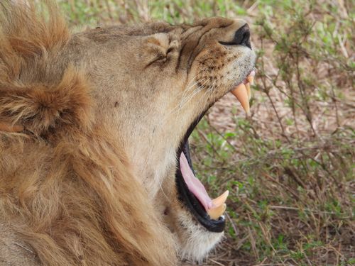 Free Close-up of a majestic lion yawning, showcasing its powerful fangs and natural habitat. Stock Photo