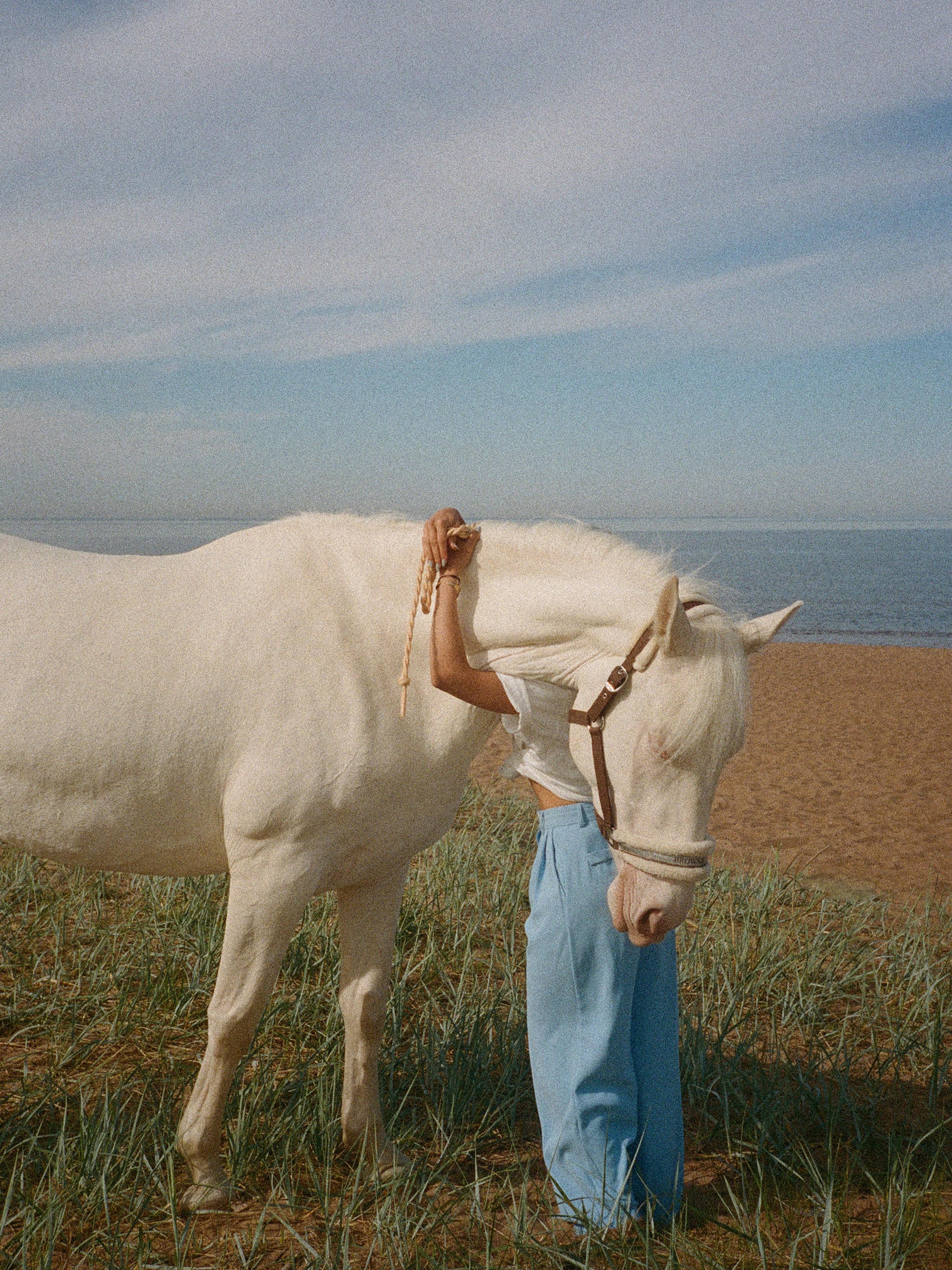 white horse on green grass field