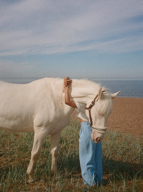 White Horse on Green Grass Field