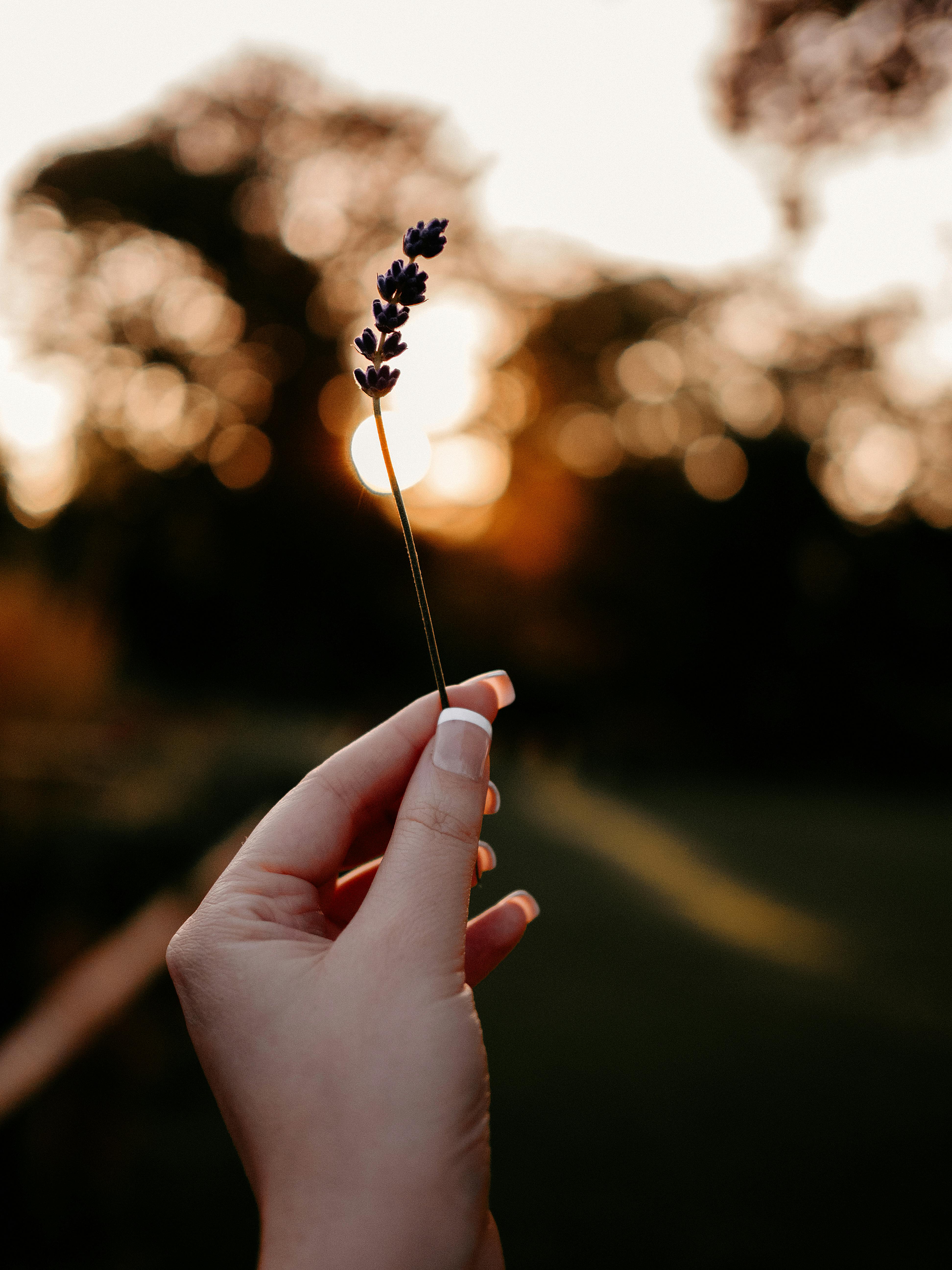 Close-up of a hand holding lavender with a blurred sunset background.