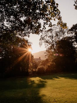 Beautiful sunset casting sunbeams through trees in a serene grassland park setting.