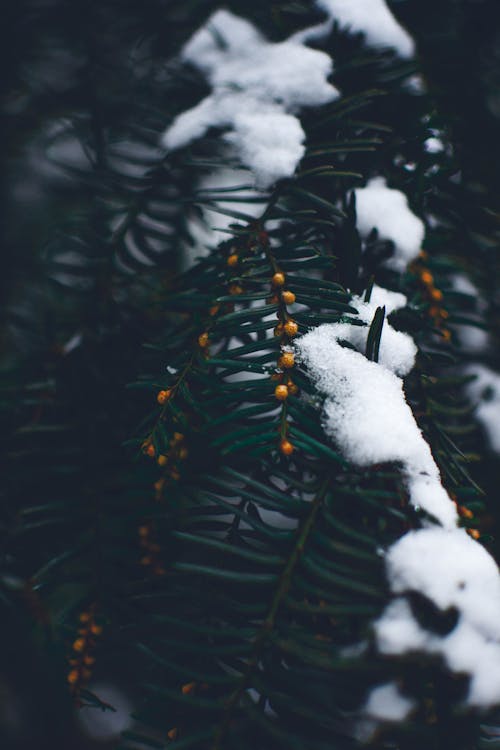 積雪覆蓋的綠葉樹的特寫照片