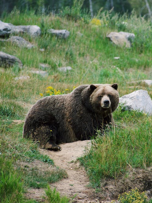 Δωρεάν στοκ φωτογραφιών με grizzly αρκούδα, άγριο ζώο, άγριος