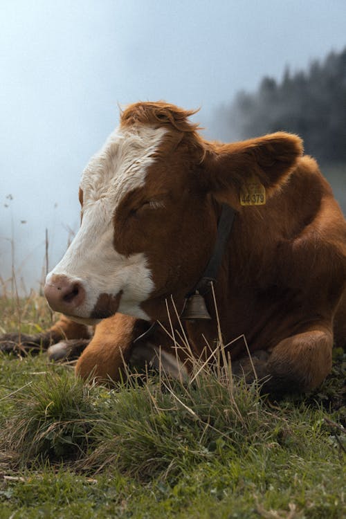 免費 哺乳動物, 小牛, 牛 的 免費圖庫相片 圖庫相片