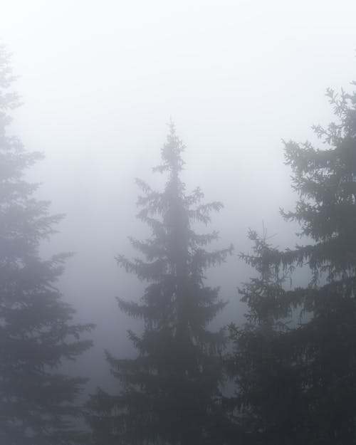 Green Pine Trees during Mist 