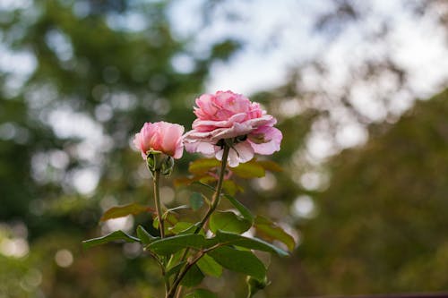 Close-up of Pink Roses with Leaves