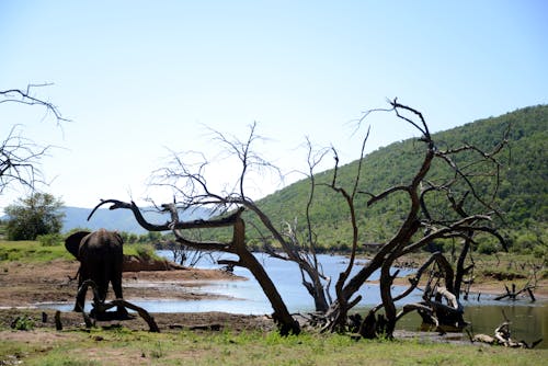 Fotos de stock gratuitas de África, agua, animales salvajes