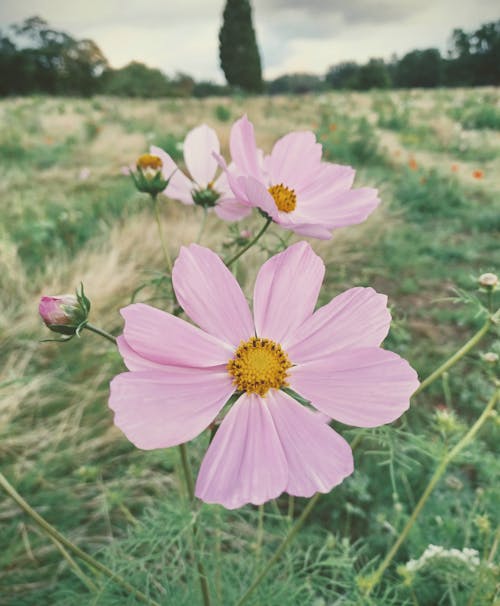 Free Pink Cosmos Flower in Bloom Stock Photo