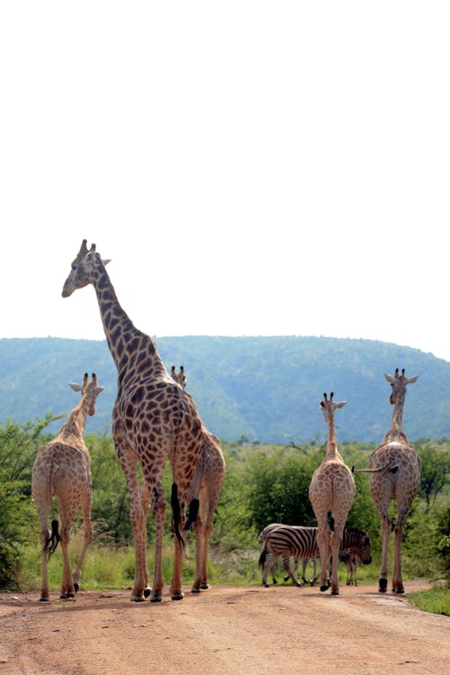 Fotos de stock gratuitas de africano, animales, camino de tierra