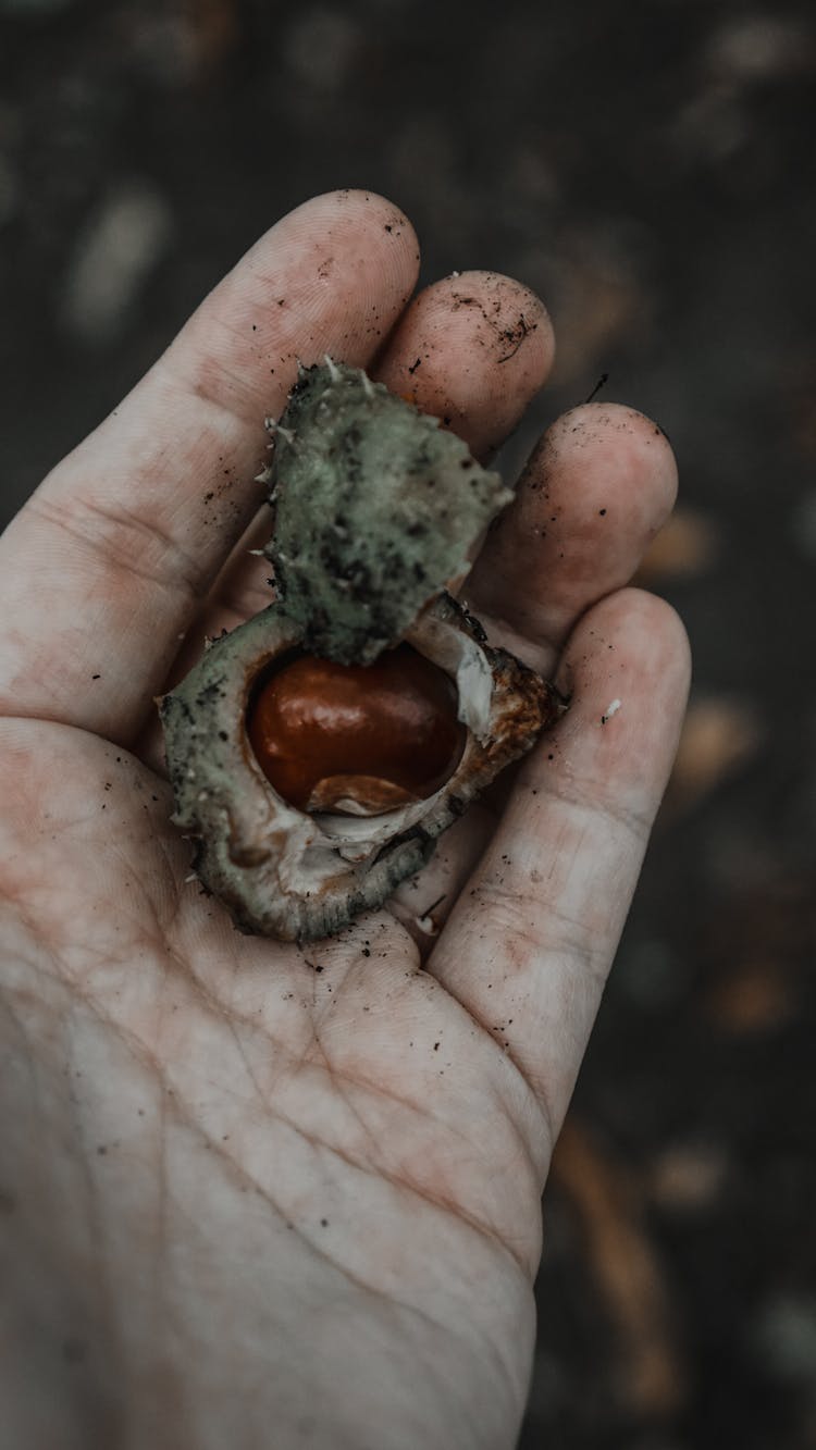 Hand Holding A Chestnut