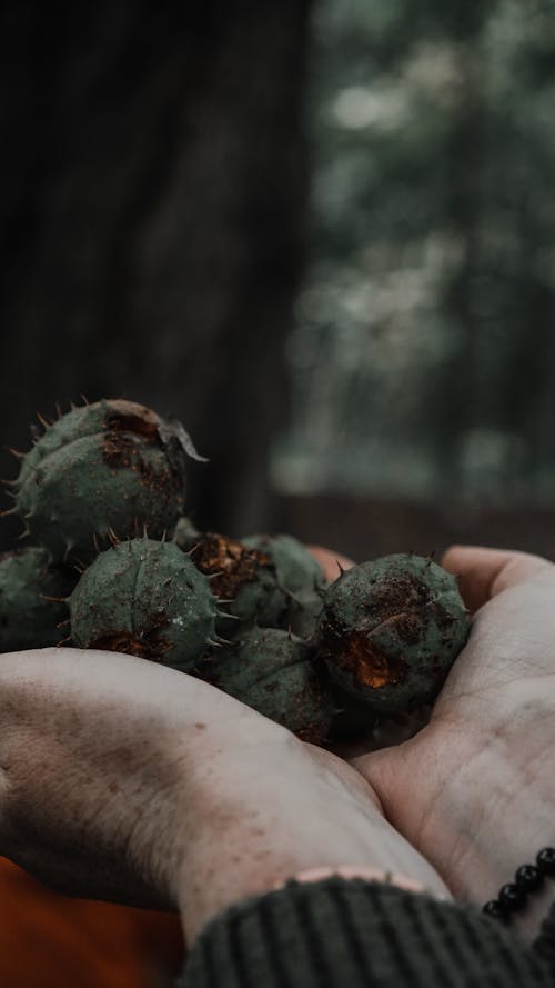 Close-up of Man Holding Chestnuts in Shells 