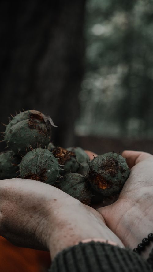 Free A close-up of hands holding fresh chestnuts, capturing the essence of autumn in a forest. Stock Photo