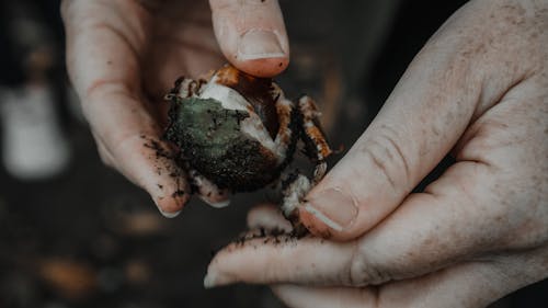 Hands of a Man Holding a Mushroom