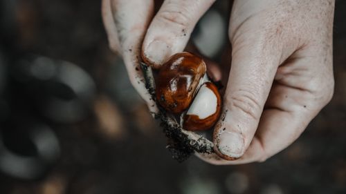 Free Close-up of hands holding a freshly picked chestnut from the soil in an outdoor autumn setting. Stock Photo