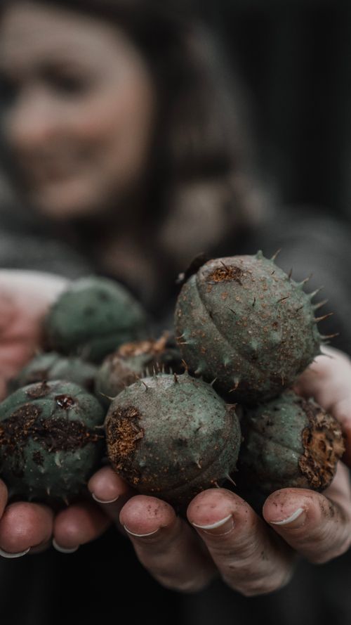 Free Hands holding fresh chestnuts with a focus on natural textures and spiky shells. Stock Photo
