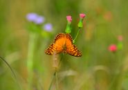 Tiger Swallowtail Butterfly Perched on Purple Flower in Close Up Photography