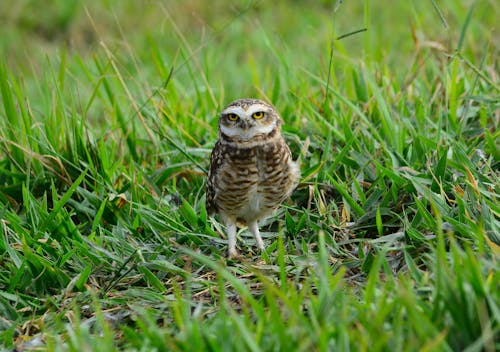 Free Brown and White Owl on Green Grass Stock Photo