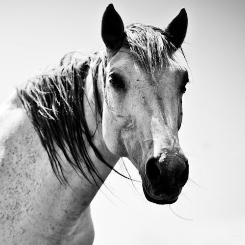 Free Grayscale Photography of Horse Head Stock Photo