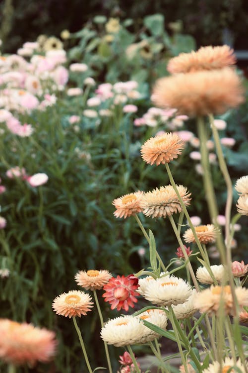 Free Everlasting Flowers in Tilt-Shift Lens  Stock Photo