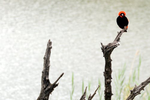 Free stock photo of africa, african bird, black bird