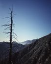Bare Tree on Hill Under Blue Sky