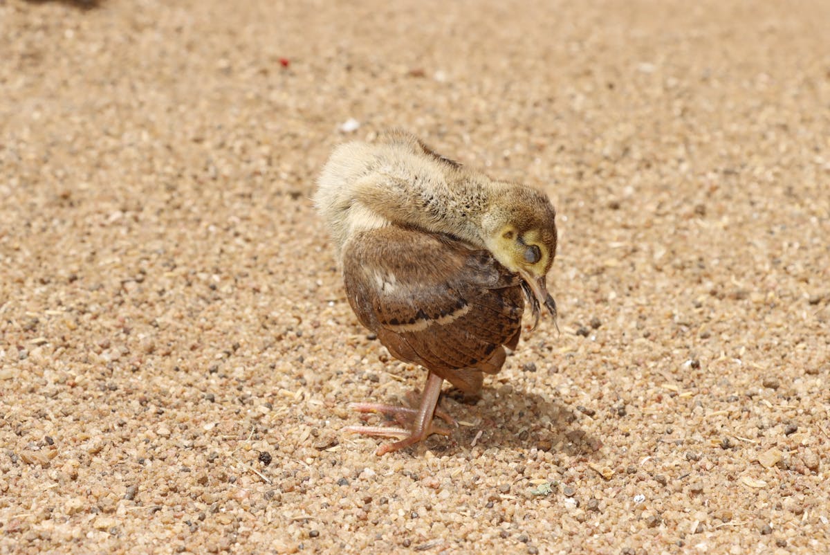 Person scrolling TikTok on a smartphone, watching fashion trend videos
