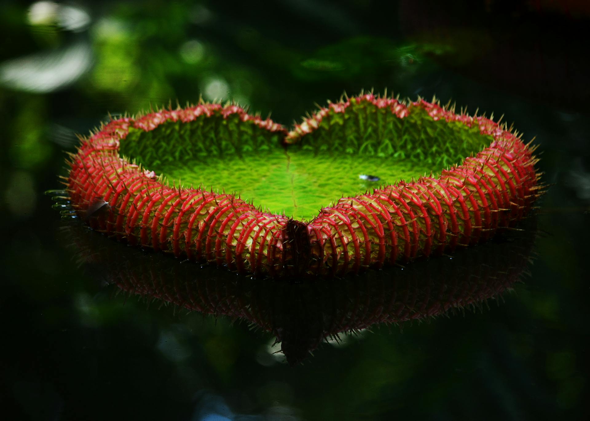 Explore the detailed texture of an Amazonian giant water lily leaf with its spiky red edges, floating serenely.