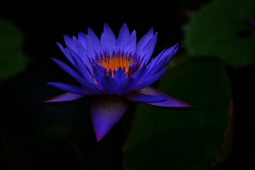 Close-up Photo of Purple Flower