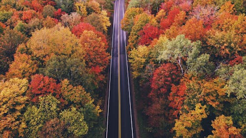 Drone Shot of Road Between Trees