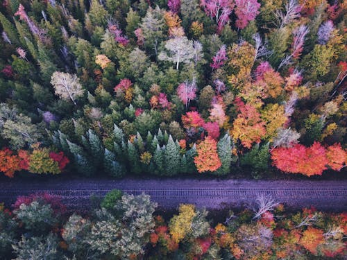 Aerial Footage of Train Tracks between Coniferous Trees
