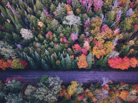 A stunning aerial view of a vibrant autumn forest with train tracks in Boyne Falls, MI.