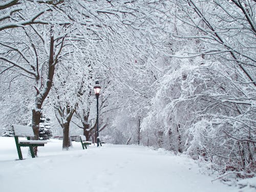 Snow Covered Ground between Bare Trees