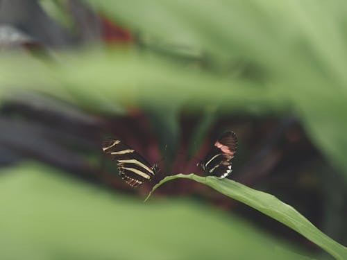 Butterflies Perched on Green Leaf in CloseiUp Photography