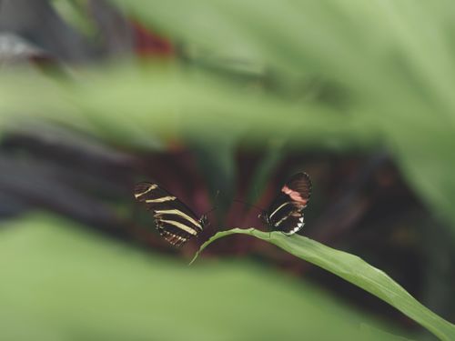 Free Close-up of two butterflies perched on a green leaf, showcasing intricate patterns. Stock Photo