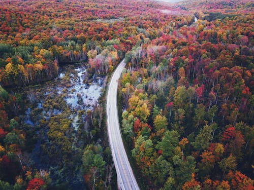 Free Aerial Photography of a Snow Covered Road Between Dense Trees  During Autumn Stock Photo