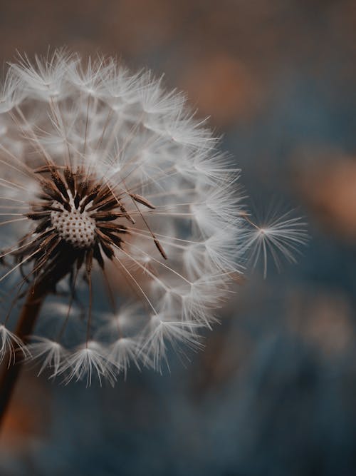 Free White Dandelion in Close-Up Photography Stock Photo