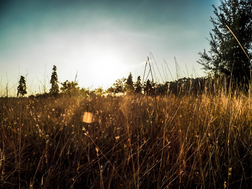 Free stock photo of meadow and sunshine, natural