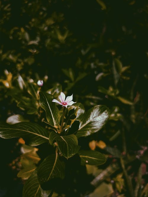 White Flower in Tilt-Shift Lens 